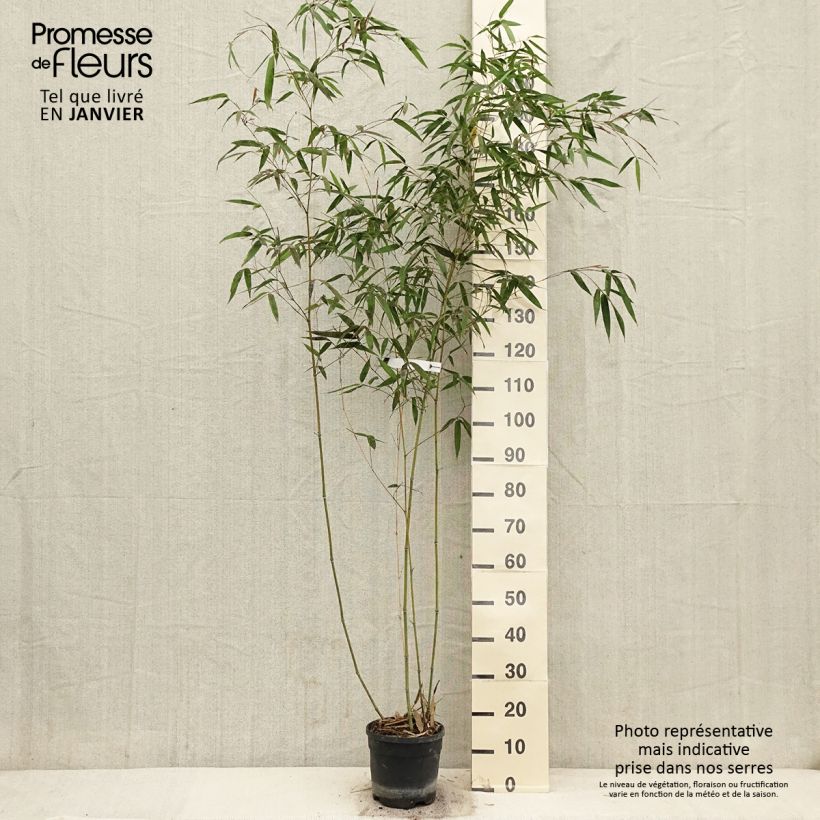 Spécimen de Phyllostachys iridescens - Bambou géant Pot de 4L/5L tel que livré en hiver