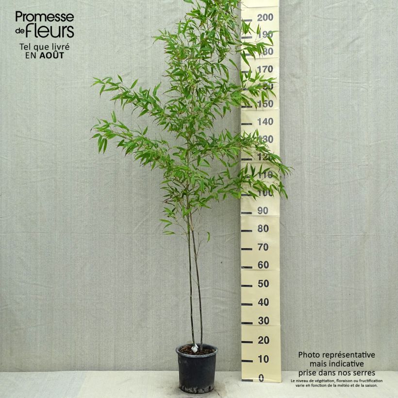 Spécimen de Phyllostachys nigra Boryana - Bambou géant Pot de 4L/5L tel que livré en été