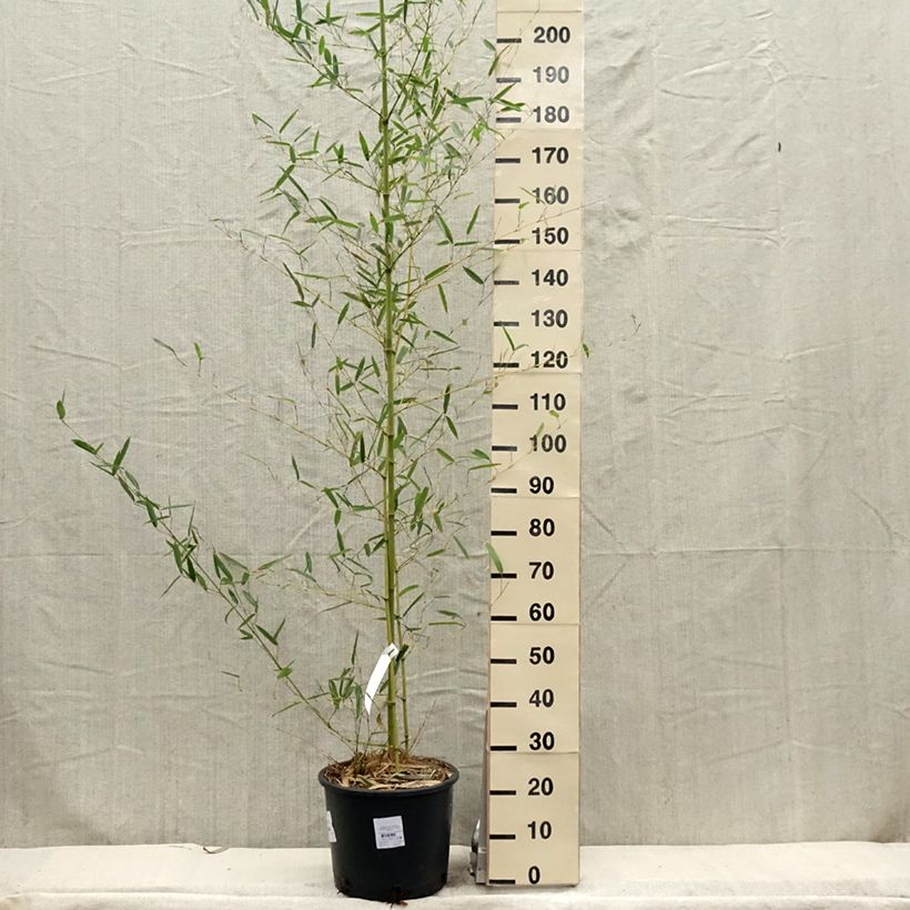 Phyllostachys parviflora - Bambú Maceta 12L/15L Ejemplar entregado en la primavera