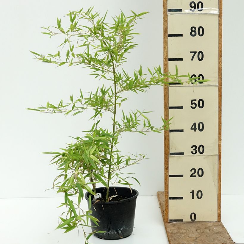 Spécimen de Phyllostachys parvifolia - Bambou géant Pot de 4L/5L tel que livré en été