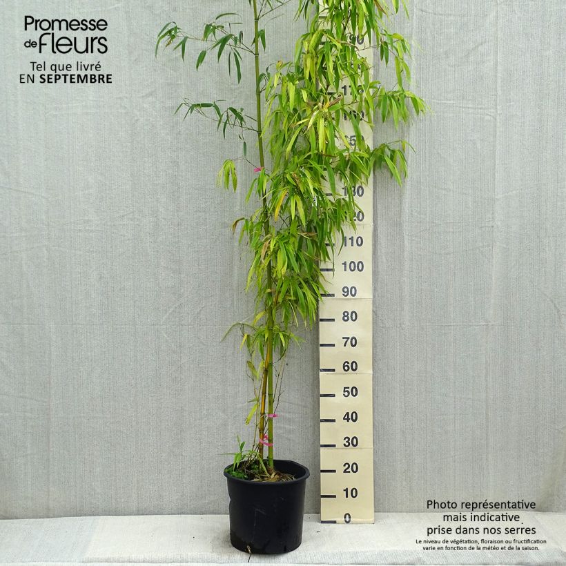 Spécimen de Phyllostachys vivax Huangwenzhu - Bambou géant Pot de 12L/15L tel que livré en automne
