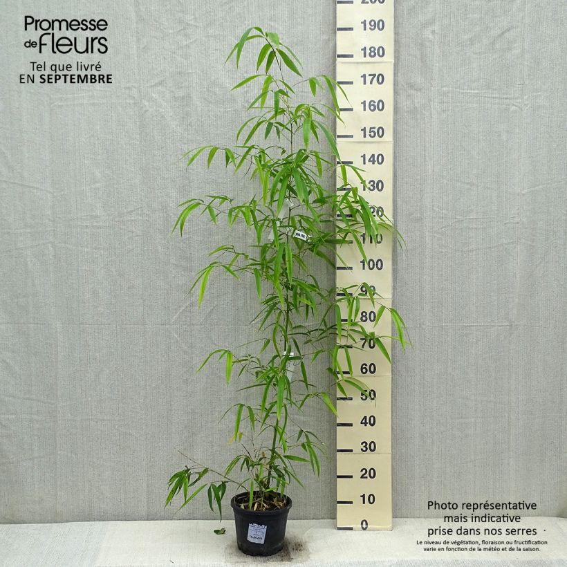 Spécimen de Phyllostachys vivax Huangwenzhu - Bambou géant Pot de 4L/5L tel que livré en automne