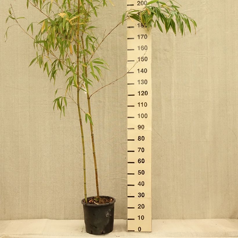 Spécimen de Phyllostachys vivax MacClure (type) - Bambou géant Pot de 12L/15L tel que livré en automne