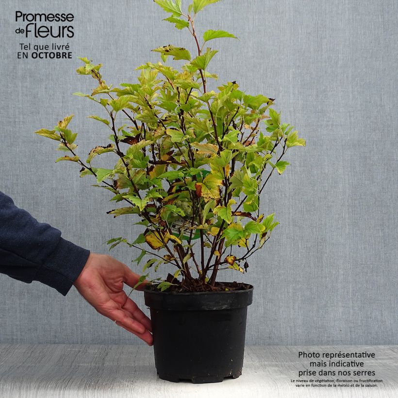 Spécimen de Physocarpus Dart s Gold - Physocarpe Pot de 3L/4L tel que livré en automne