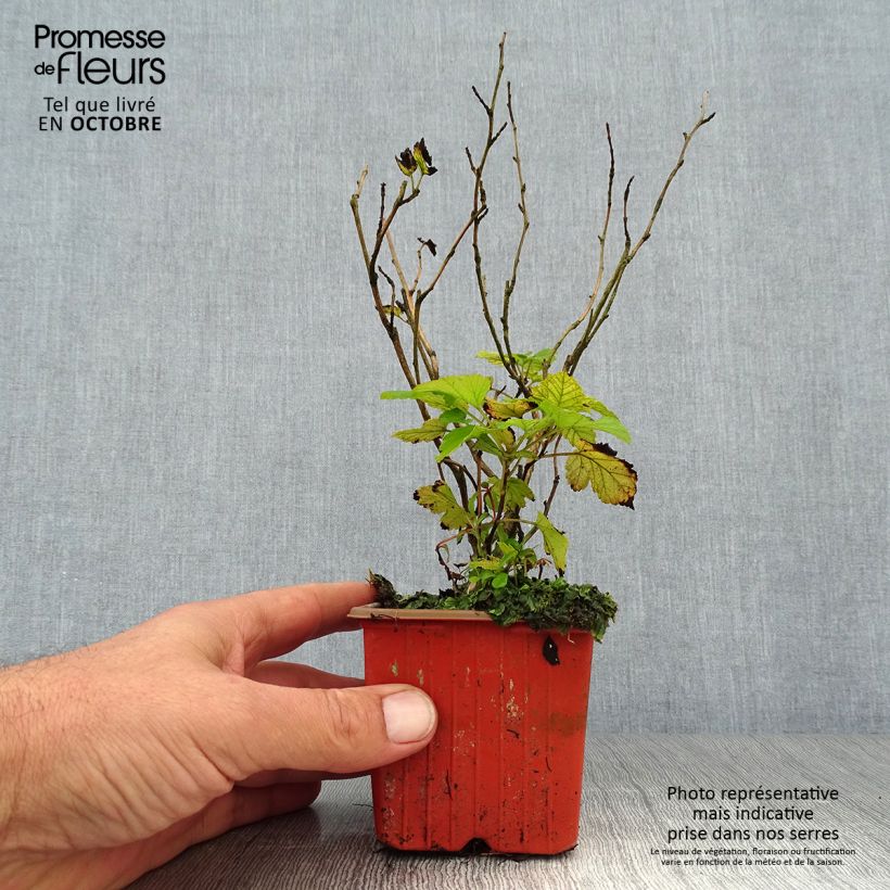 Spécimen de Physocarpus Dart s Gold - Physocarpe Godet de 8/9 cm tel que livré en automne