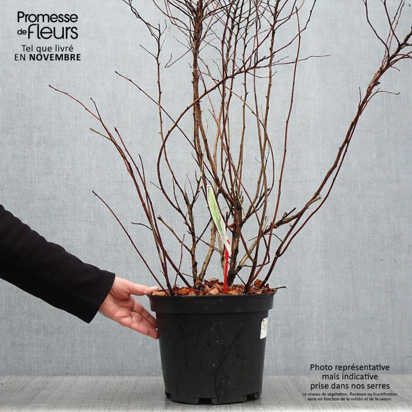 Spécimen de Physocarpus Dart s Gold - Physocarpe Pot de 6L/7L tel que livré en automne