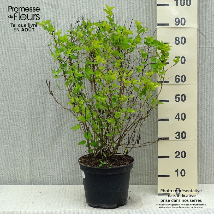 Spécimen de Physocarpus Dart s Gold - Physocarpe Pot de 6L/7L tel que livré en été