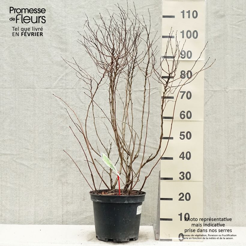 Spécimen de Physocarpus Dart s Gold - Physocarpe Pot de 6L/7L tel que livré en hiver