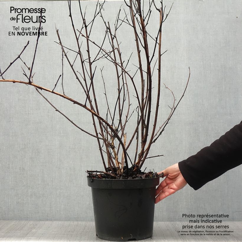 Spécimen de Physocarpus Midnight - Physocarpe à feuille d'obier Pot de 7,5L/10L tel que livré en automne