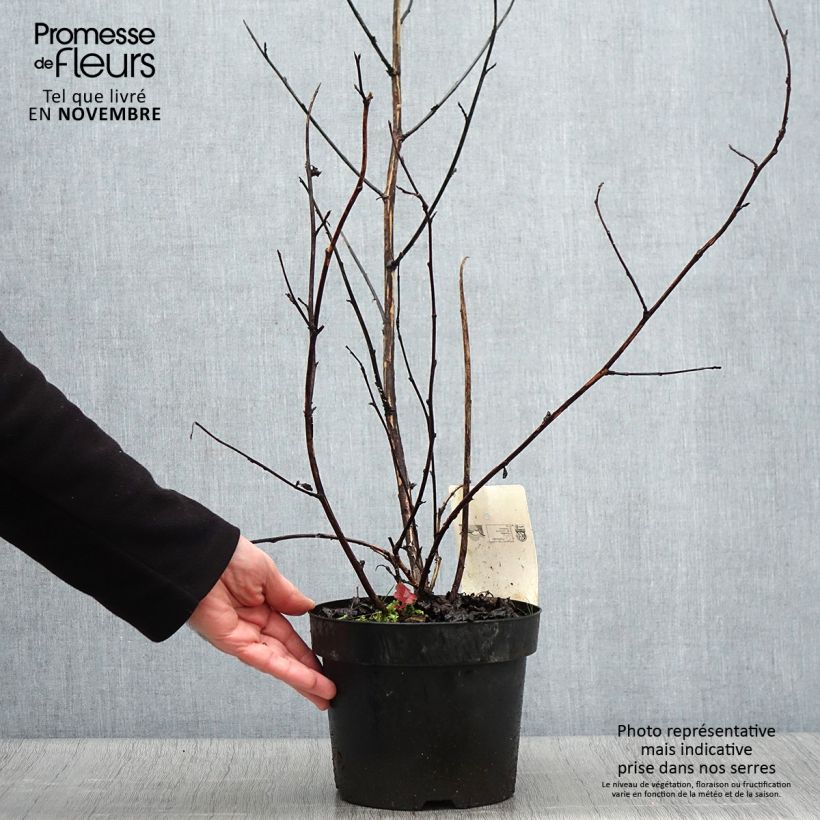 Spécimen de Physocarpus Midnight - Physocarpe à feuille d'obier Pot de 3L/4L tel que livré en automne
