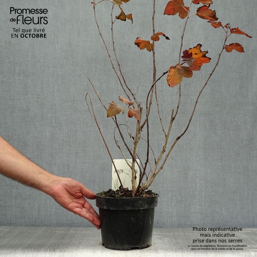 Spécimen de Physocarpus opulifolius Amber Jubilee Pot de 3L/4L tel que livré en automne