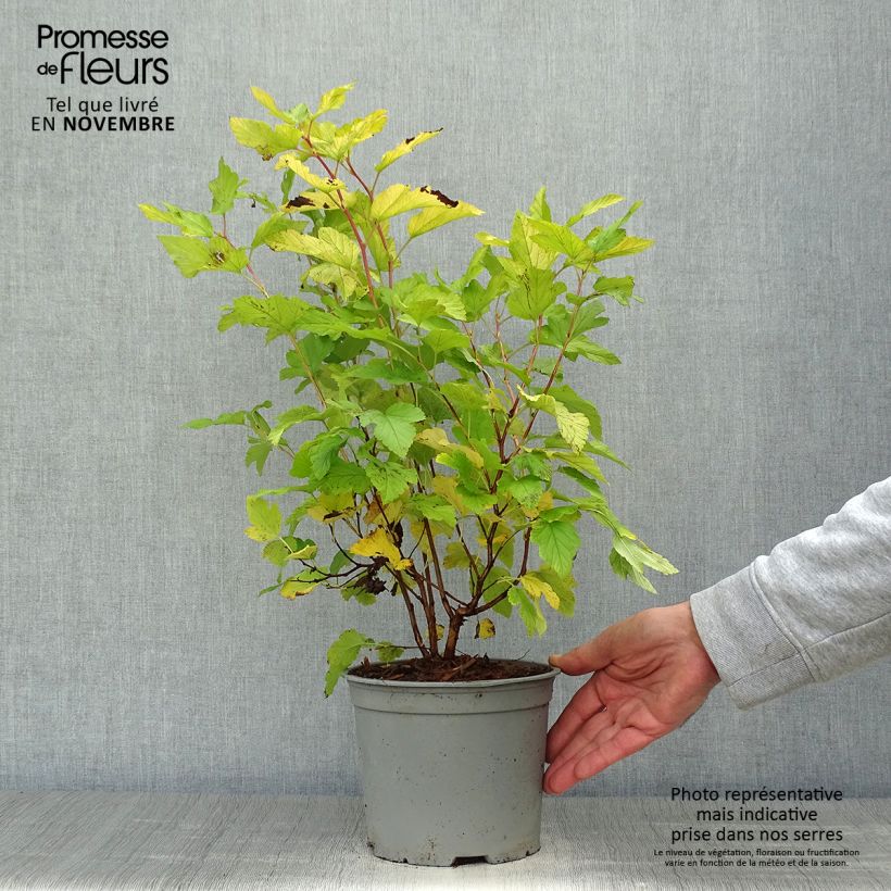 Spécimen de Physocarpus opulifolius Angel Gold - Physocarpe Pot de 3L/4L tel que livré en automne