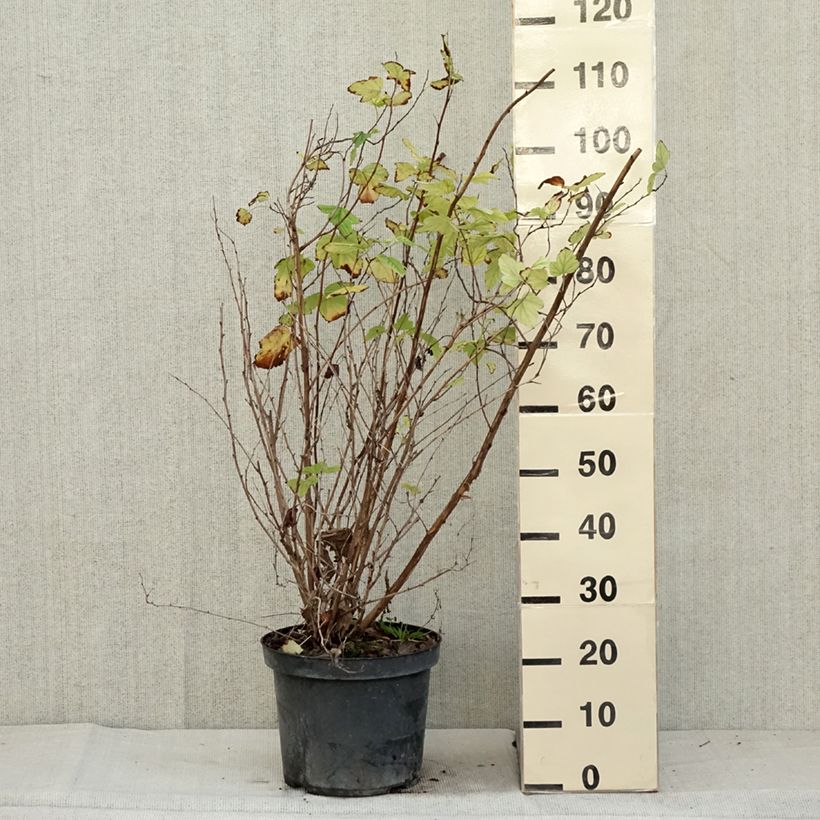Spécimen de Physocarpus opulifolius Angel Gold - Physocarpe Pot de 7,5L/10L tel que livré en automne