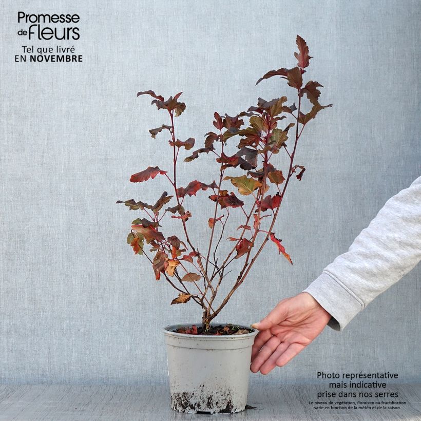 Spécimen de Physocarpus opulifolius Diable D'Or - Physocarpe à feuilles cuivre Pot de 3L/4L tel que livré en automne