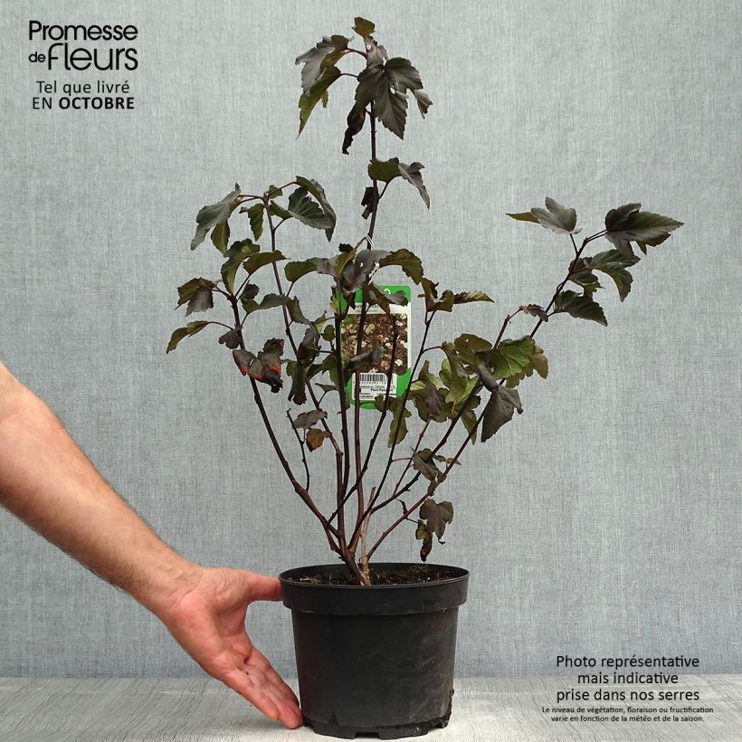 Spécimen de Physocarpus opulifolius Diabolo - Physocarpe à feuilles pourpres Pot de 3L/4L tel que livré en automne