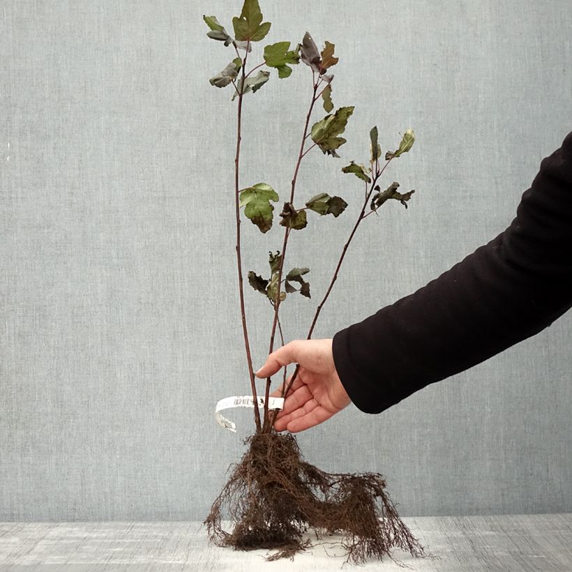 Physocarpus opulifolius Diabolo - Ninebark Bare root sample as delivered in winter