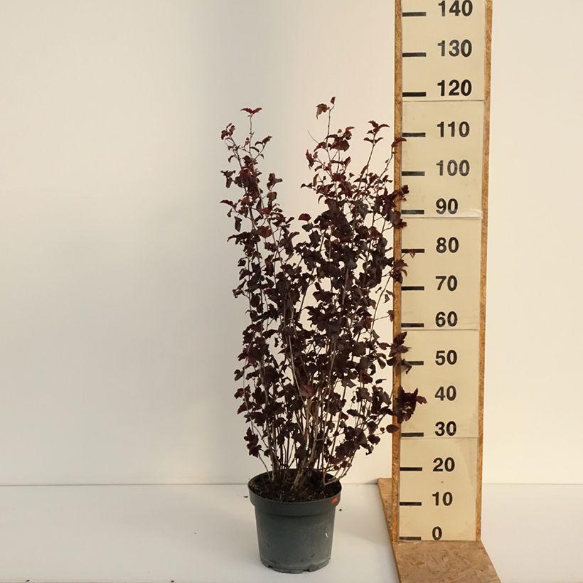 Spécimen de Physocarpus opulifolius Diabolo - Physocarpe à feuilles pourpres Pot de 6L/7L tel que livré en été