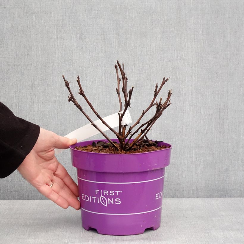 Spécimen de Physocarpus opulifolius Fireside - Physocarpe à feuilles d'obier Pot de 3L/4L tel que livré en hiver