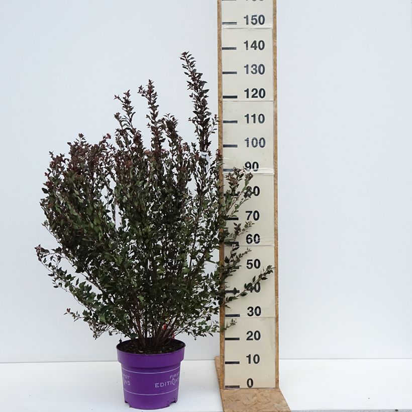 Spécimen de Physocarpus opulifolius Little Devil Pot de 7,5L/10L tel que livré en automne