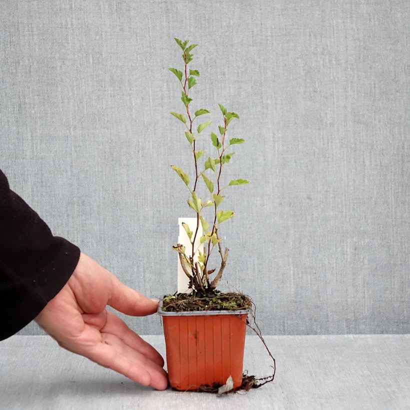 Spécimen de Physocarpus opulifolius Little Greeny - Physocarpe nain Godet de 8/9 cm tel que livré en automne