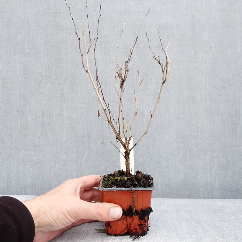 Spécimen de Physocarpus opulifolius Little Greeny - Physocarpe nain Godet de 8/9 cm tel que livré en hiver