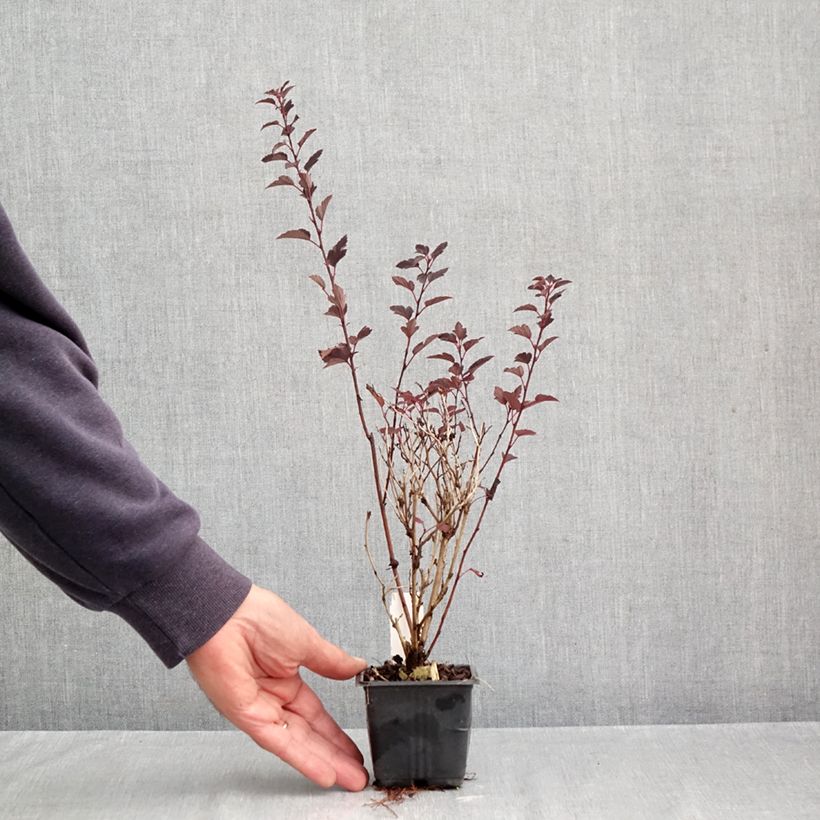 Spécimen de Physocarpus opulifolius Little Joker - Physocarpe nain Godet de 8/9 cm tel que livré en automne