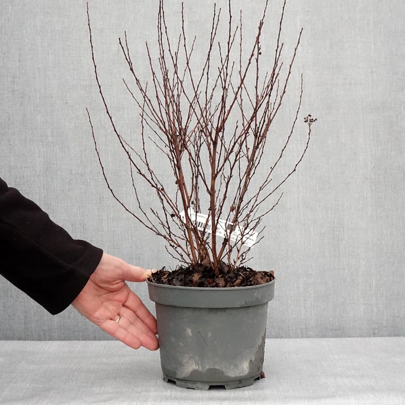 Spécimen de Physocarpus opulifolius Little Joker - Physocarpe nain Pot de 2L/3L tel que livré en hiver