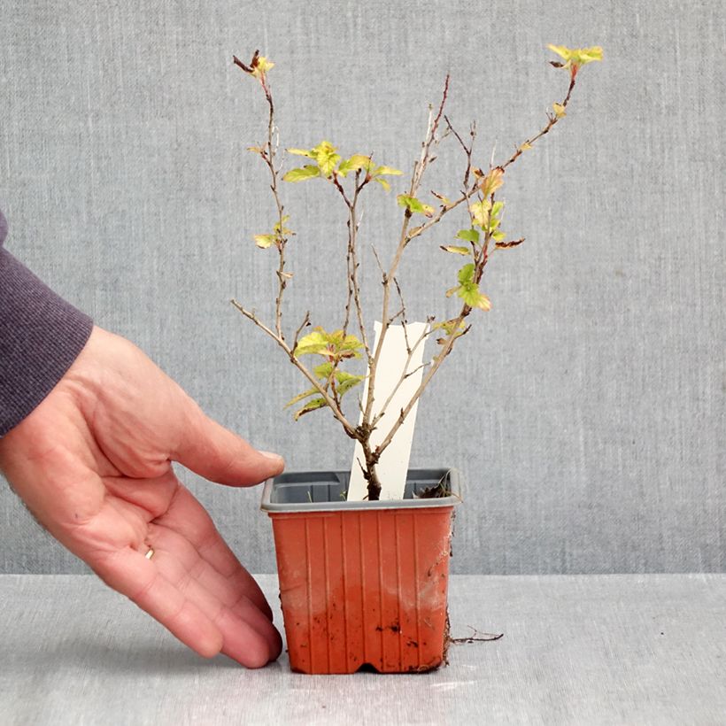 Spécimen de Physocarpus opulifolius Lucky Devil - Physocarpe Godet de 8/9 cm tel que livré en automne