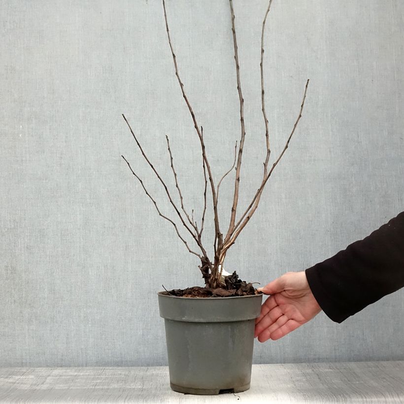 Spécimen de Physocarpus opulifolius Magic Ball Pot de 3L/4L tel que livré en automne