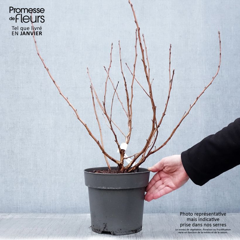 Spécimen de Physocarpus opulifolius Magic Ball Pot de 3L/4L tel que livré en hiver