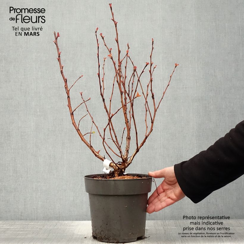 Spécimen de Physocarpus opulifolius Magic Ball Pot de 3L/4L tel que livré au printemps