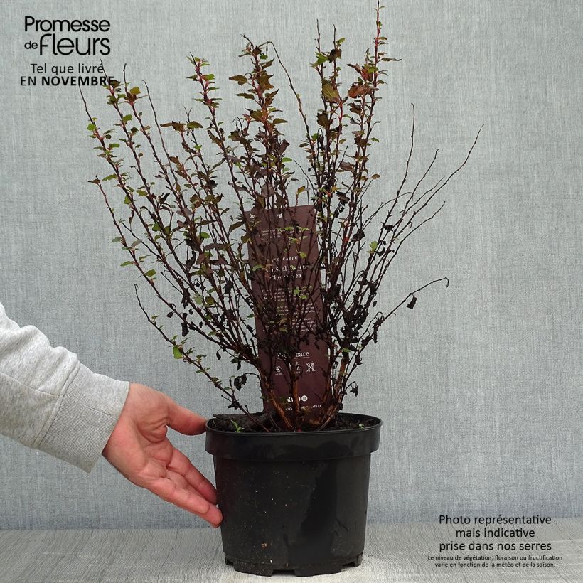 Spécimen de Physocarpus opulifolius Magic Sweet Cherry Tea Pot de 3L/4L tel que livré en automne