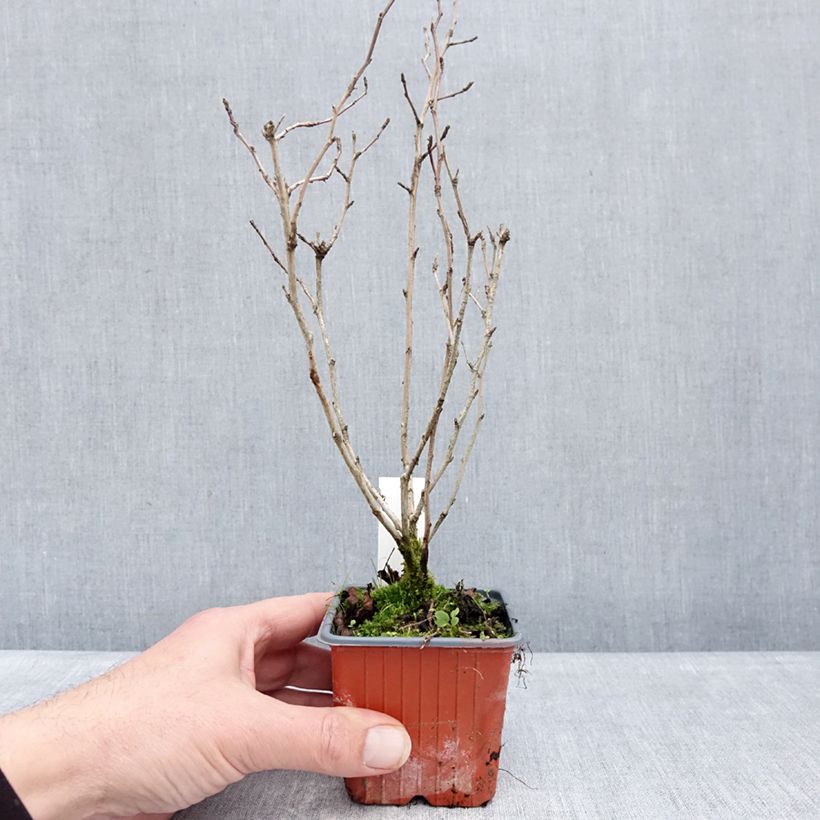 Spécimen de Physocarpus opulifolius Nugget - Physocarpe Godet de 8/9 cm tel que livré en hiver