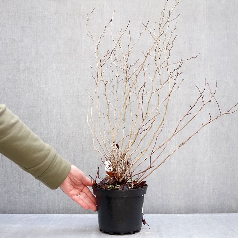Spécimen de Physocarpus opulifolius Nugget - Physocarpe Pot de 3L/4L tel que livré en hiver