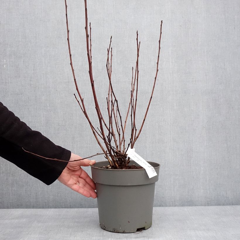 Spécimen de Physocarpus opulifolius Panther - Physocarpe Pot de 4L/5L tel que livré en hiver