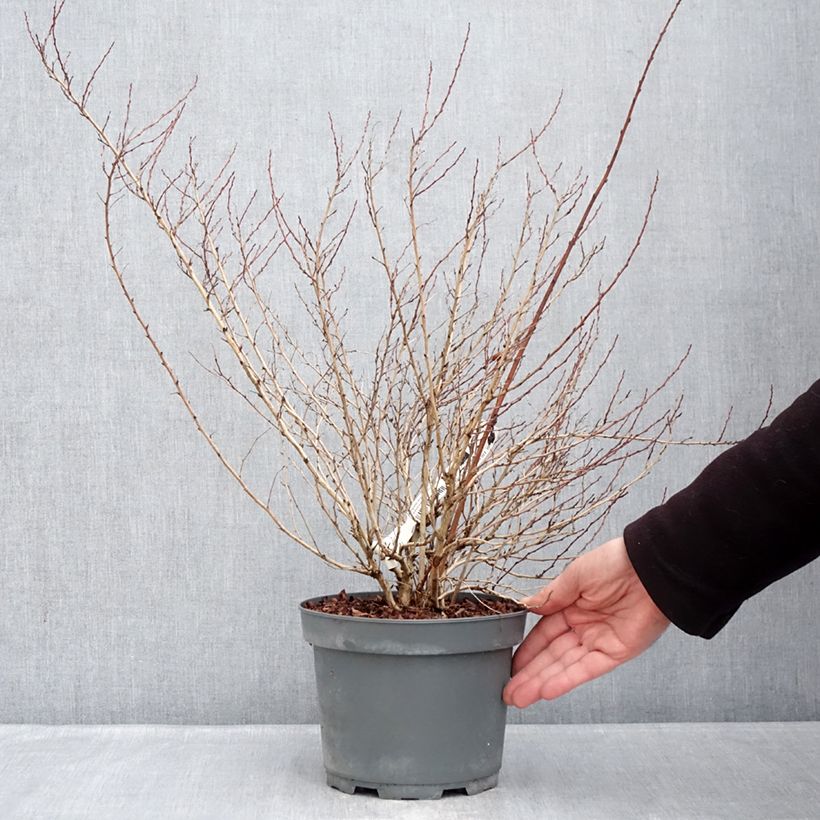 Spécimen de Physocarpus Opulifolius Raspberry Lemonade 'ZLEYel2' - Physocarpe à feuilles d'obier Pot de 3L/4L tel que livré en hiver