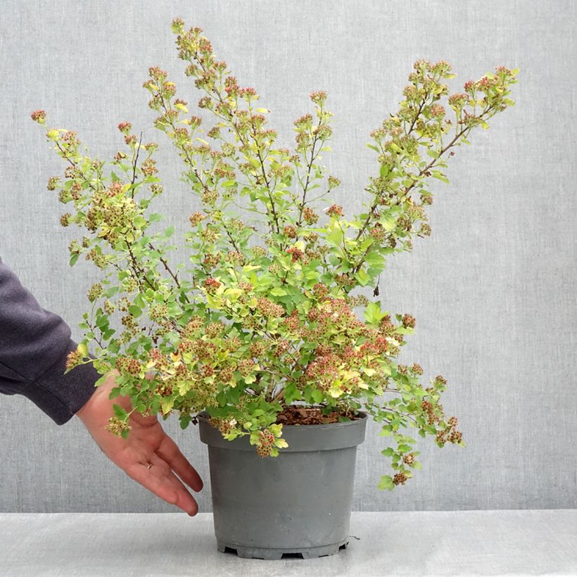 Spécimen de Physocarpus Opulifolius Raspberry Lemonade 'ZLEYel2' - Physocarpe à feuilles d'obier Pot de 3L/4L tel que livré au printemps
