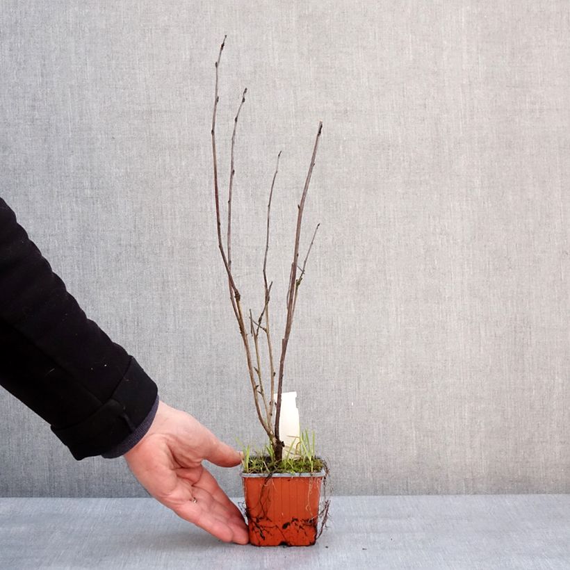 Spécimen de Physocarpus opulifolius Red Baron - Physocarpe à feuille d'obier Godet de 8/9 cm tel que livré en hiver