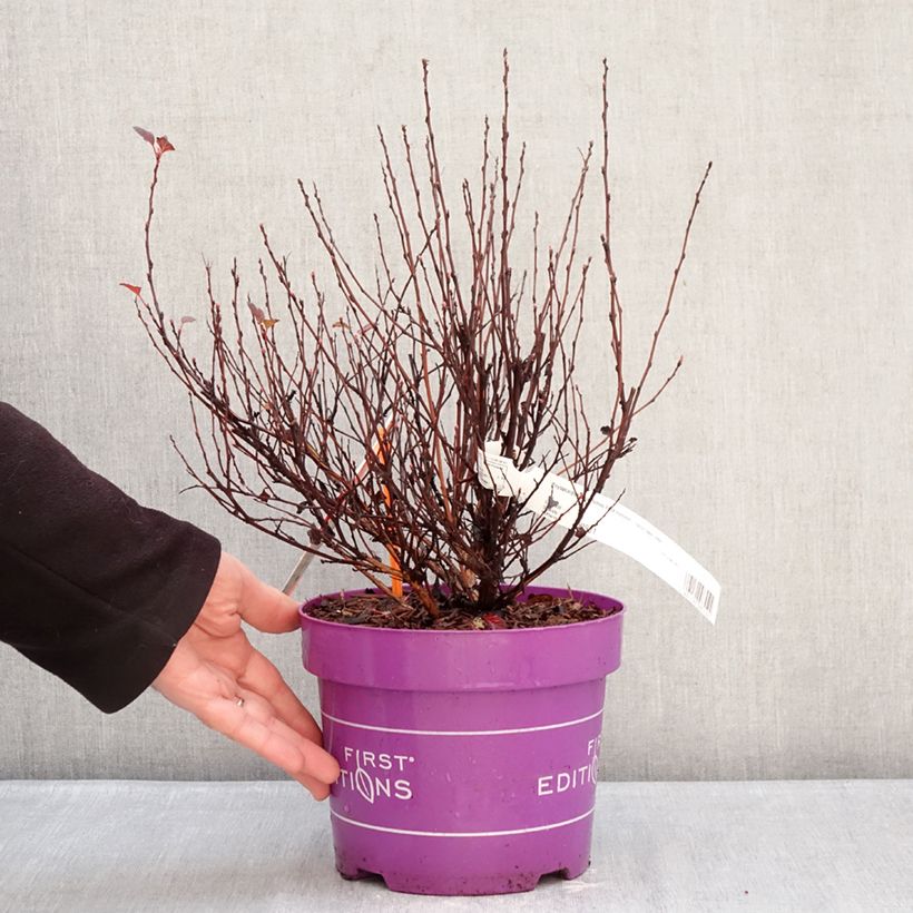 Spécimen de Physocarpus opulifolius Spicy Devil - Physocarpe nain Pot de 3L/4L tel que livré en hiver