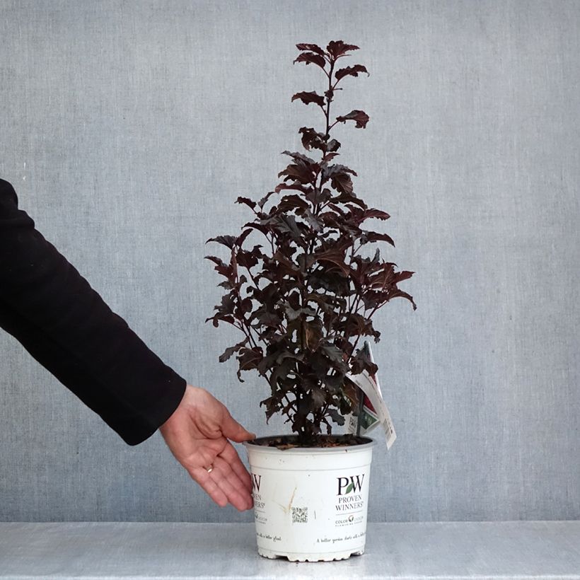 Spécimen de Physocarpus opulifolius Tiny Wine - Physocarpe à feuilles d'obier Pot de 3L/4L tel que livré en automne