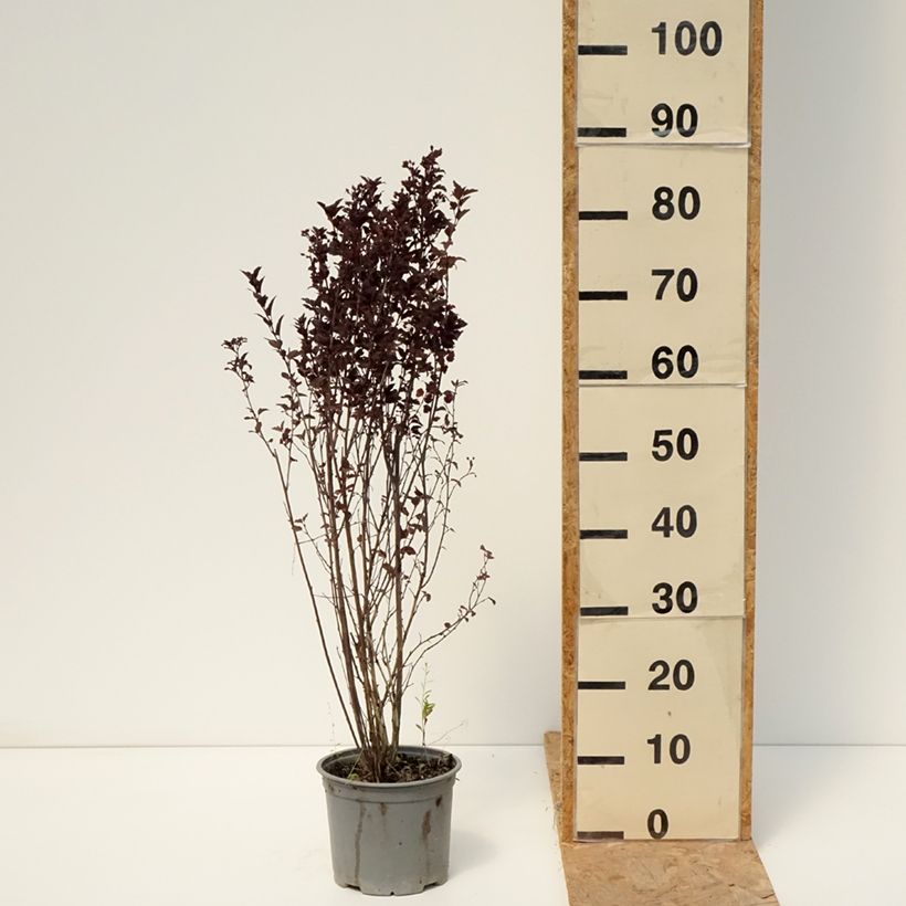 Spécimen de Physocarpus opulifolius Tiny Wine - Physocarpe à feuilles d'obier Pot de 3L/4L tel que livré en été
