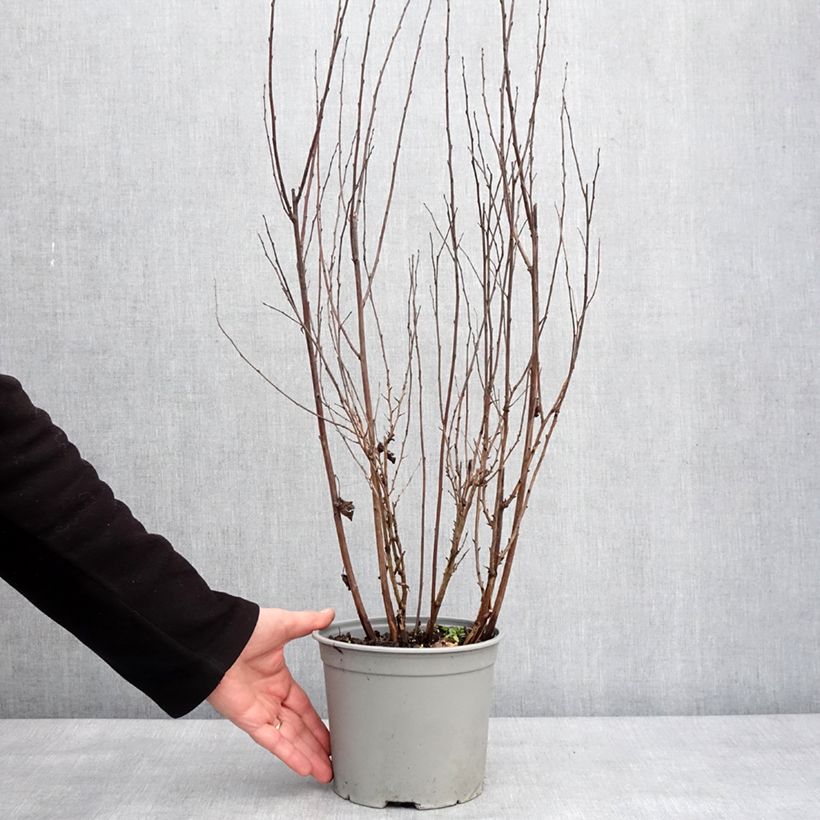 Spécimen de Physocarpus opulifolius Tiny Wine - Physocarpe à feuilles d'obier Pot de 3L/4L tel que livré en hiver