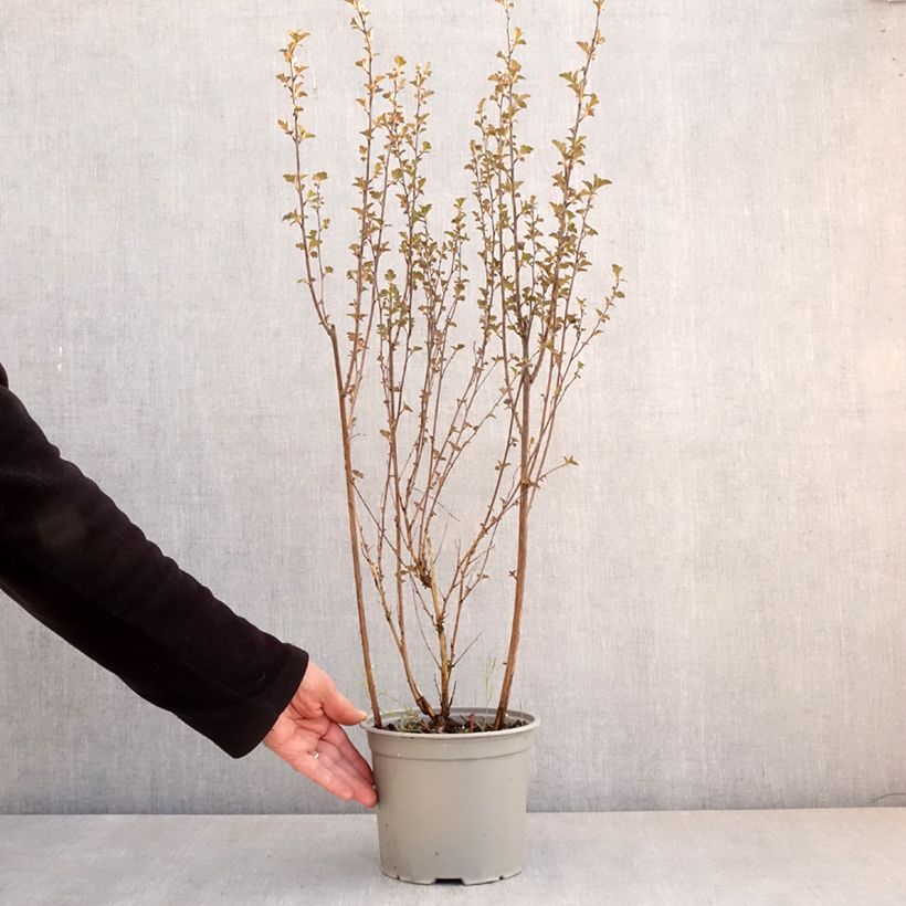 Amostra de Physocarpus opulifolius Tiny Wine - Nove-cascas Vaso de 3 L/4 L tal como entregue na primavera
