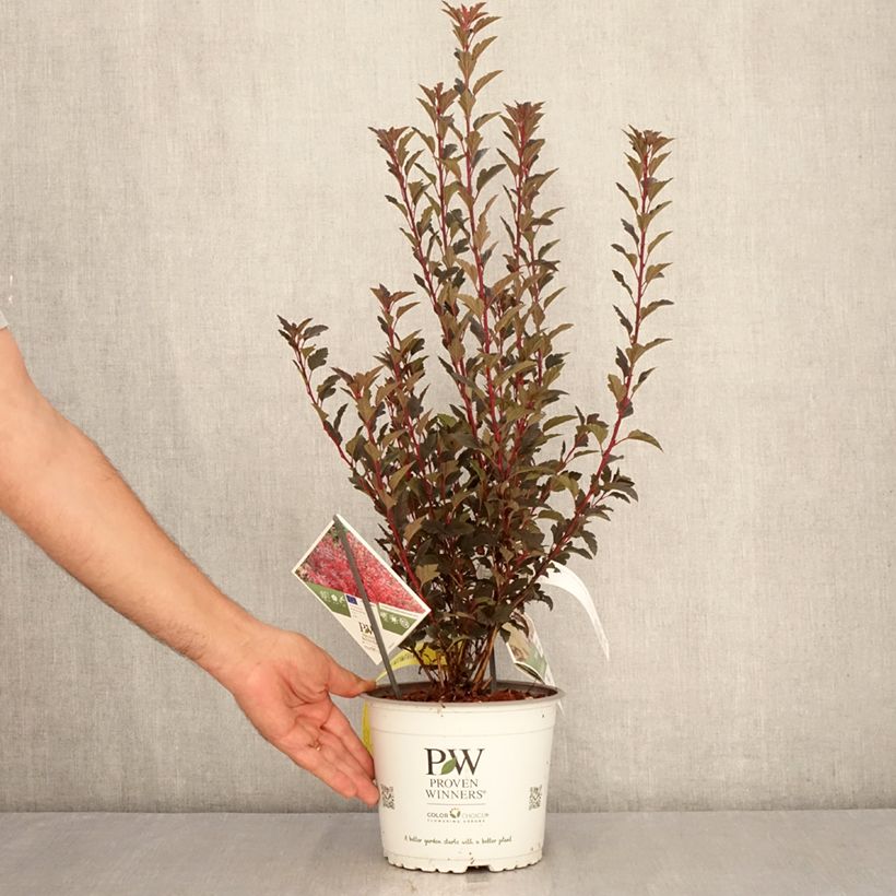 Spécimen de Physocarpus opulifolius Tiny Wine - Physocarpe Pot de 3L/4L tel que livré en été
