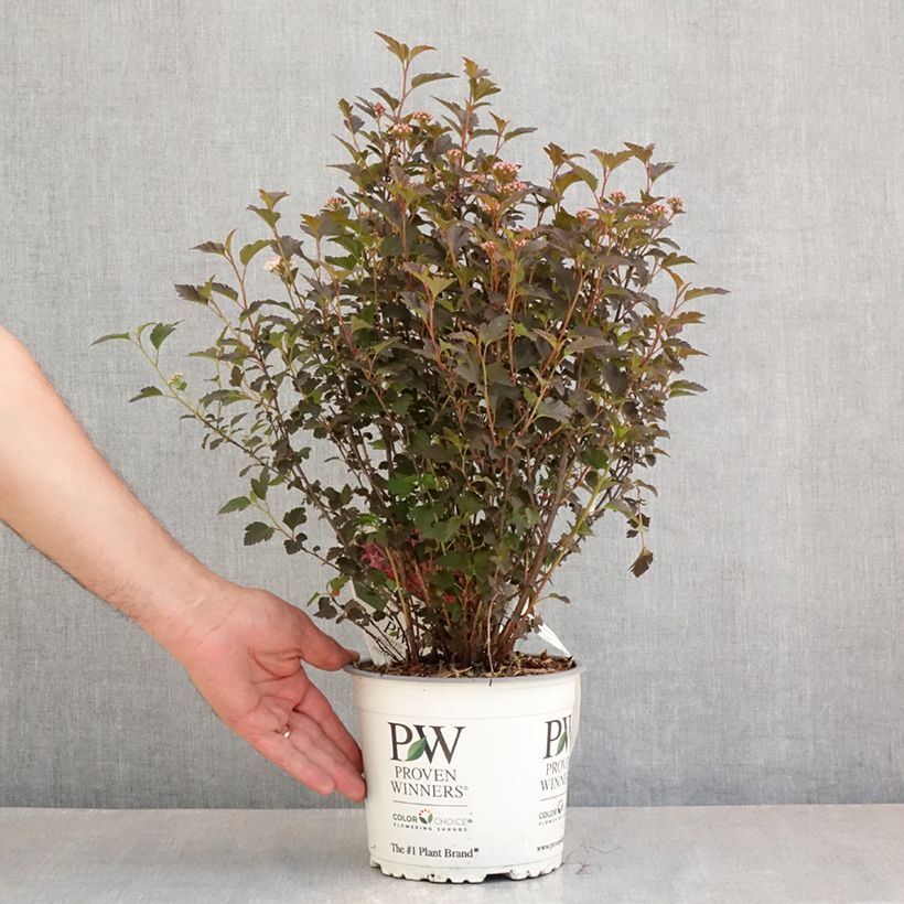 Spécimen de Physocarpus opulifolius Tiny Wine - Physocarpe Pot de 3L/4L tel que livré au printemps