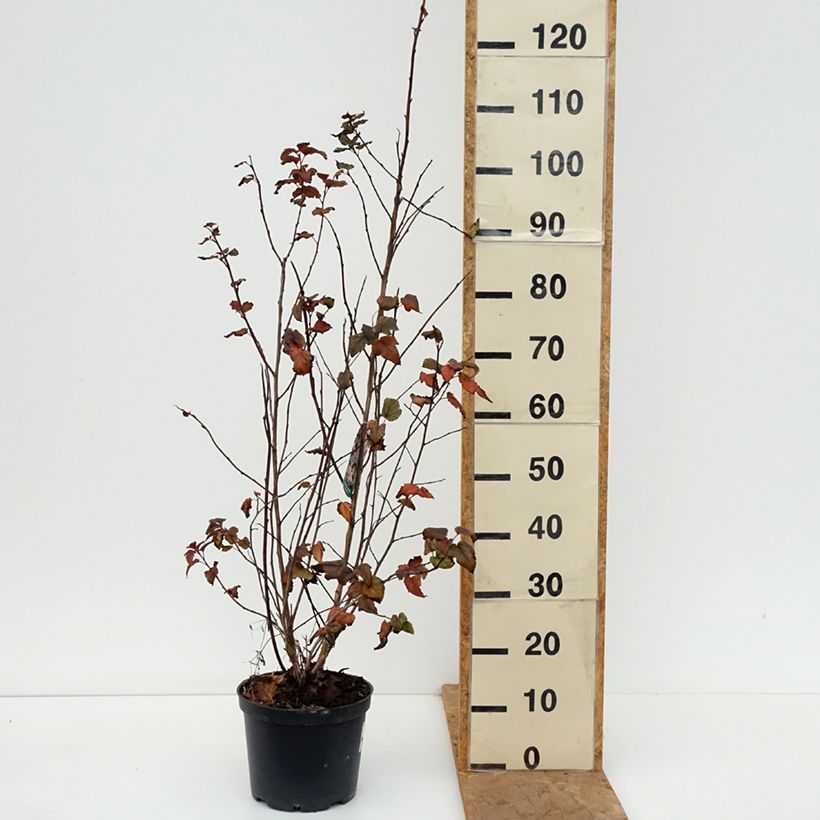 Spécimen de Physocarpus opulifolius Zdechovice - Physocarpe Pot de 3L/4L tel que livré en automne