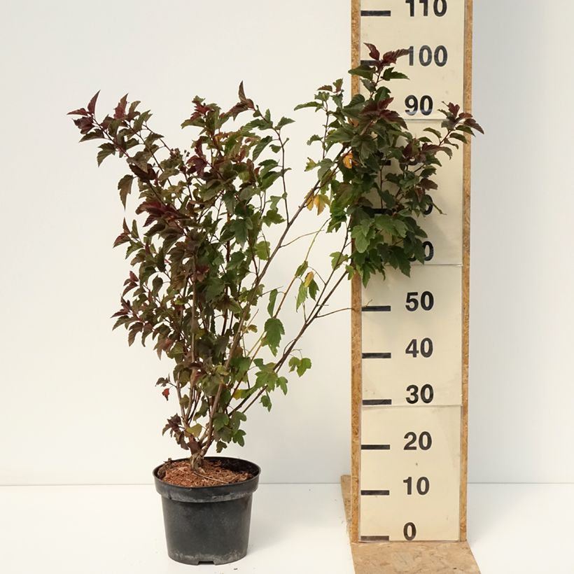 Spécimen de Physocarpus opulifolius Zdechovice - Physocarpe Pot de 3L/4L tel que livré en été