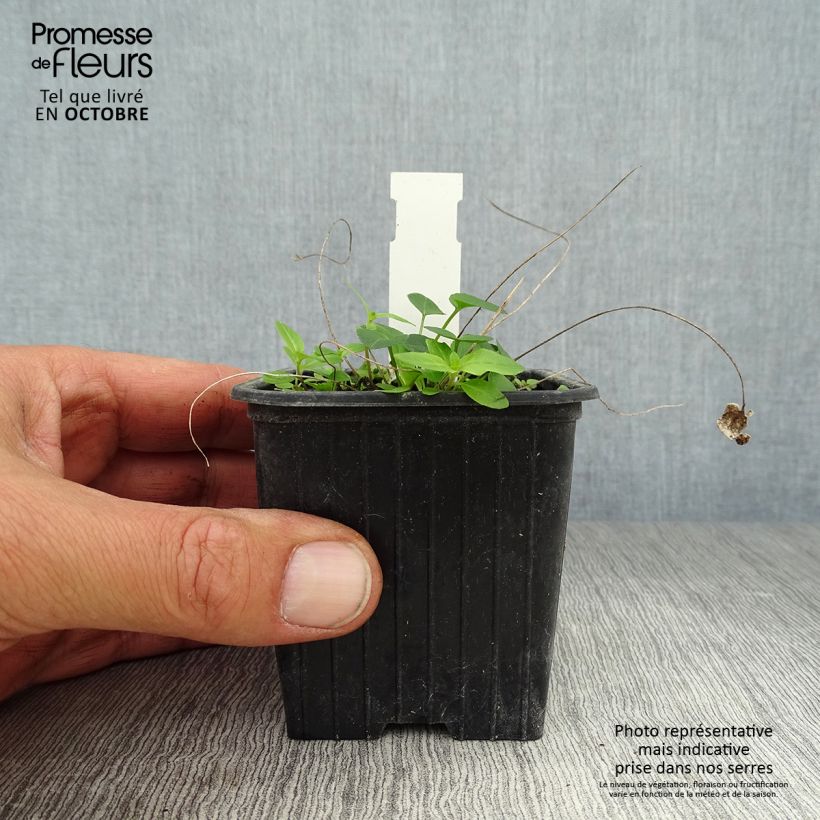 Spécimen de Phyteuma scheuchzeri - Raiponce de Scheuchzer  Godet de 8/9 cm tel que livré en automne