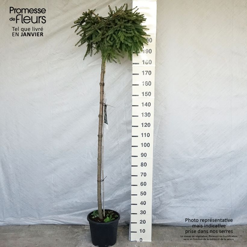 Spécimen de Picea abies Frohburg - Epicea pleureur                            Pot de 20L/25L, Tige de 180 cm tel que livré en hiver