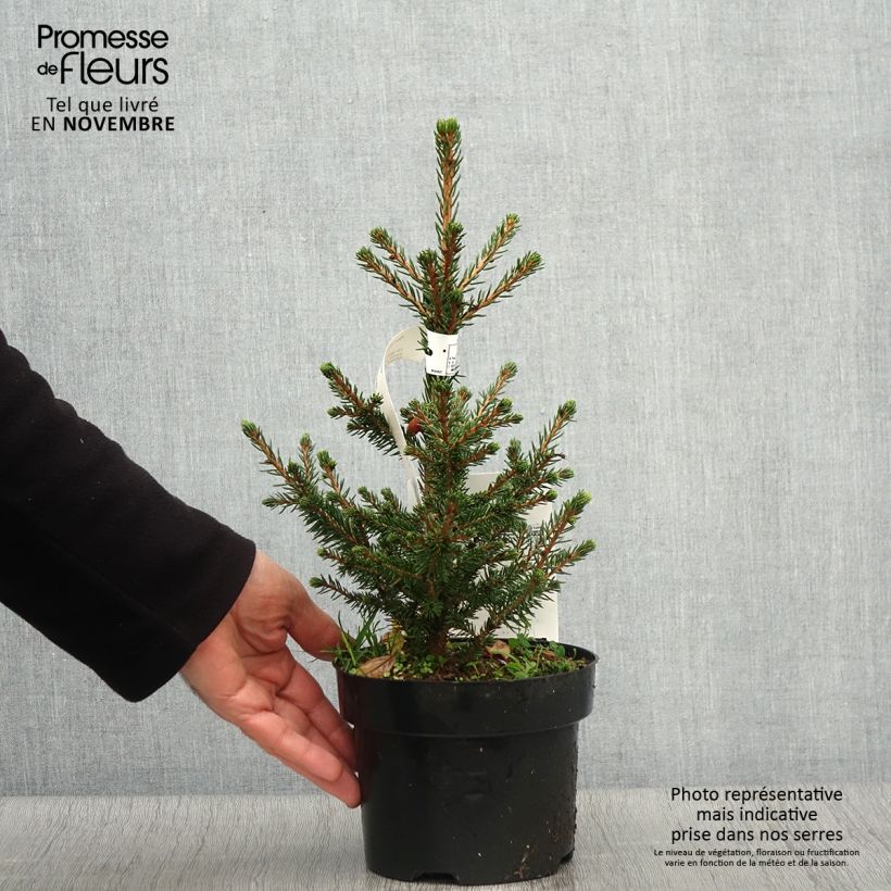 Spécimen de Picea abies Will's Zwerg - Épicéa commun Pot de 2L/3L tel que livré en automne